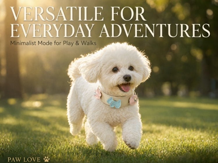 Luxury Pet Accessories: Why More Pet Owners Are Choosing Designer Collars