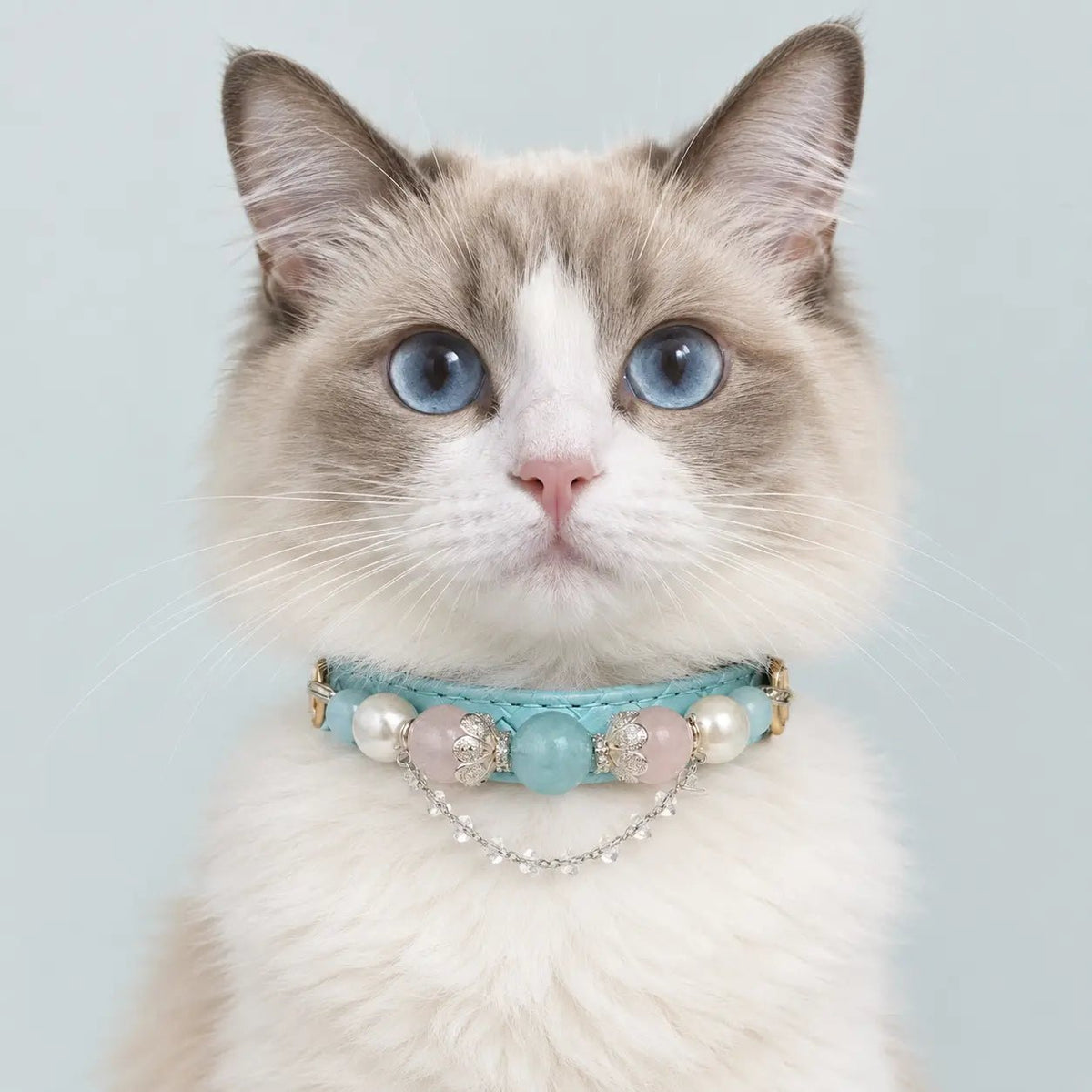 A cat facing forward, wearing a Veyrapaw Aquamarine, Pearl, and Pink Crystal pet collar.