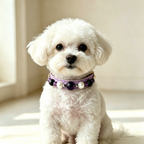 Amethyst crystal cat collar luxury leather - Veyra-2