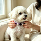 owner fitting lavender amethyst gemstone pet collar on white fluffy dog - Veyrapaw