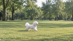 Small dog wearing the Aquamarine gemstone collar running happily on a grassy lawn