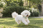 Small dog wearing the Green Fluorite and Pearl gemstone collar running on a grassy lawn