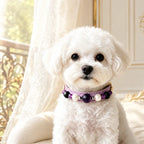 A small dog wearing a Veyrapaw Uruguayan Amethyst and Obsidian collar, sitting in front of a sofa.