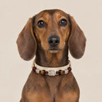 A Dachshund facing forward, wearing a Veyrapaw Tiger's Eye and Smoky Quartz pet collar.