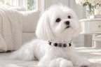 Dog wearing a Black Rutilated Quartz gemstone pet collar resting next to a white sofa