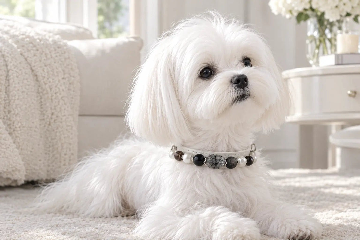 Dog wearing a Black Rutilated Quartz gemstone pet collar resting next to a white sofa