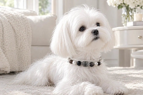 Dog wearing a Black Rutilated Quartz gemstone pet collar resting next to a white sofa