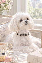 Dog wearing a Black Rutilated Quartz gemstone pet collar resting on a white sofa