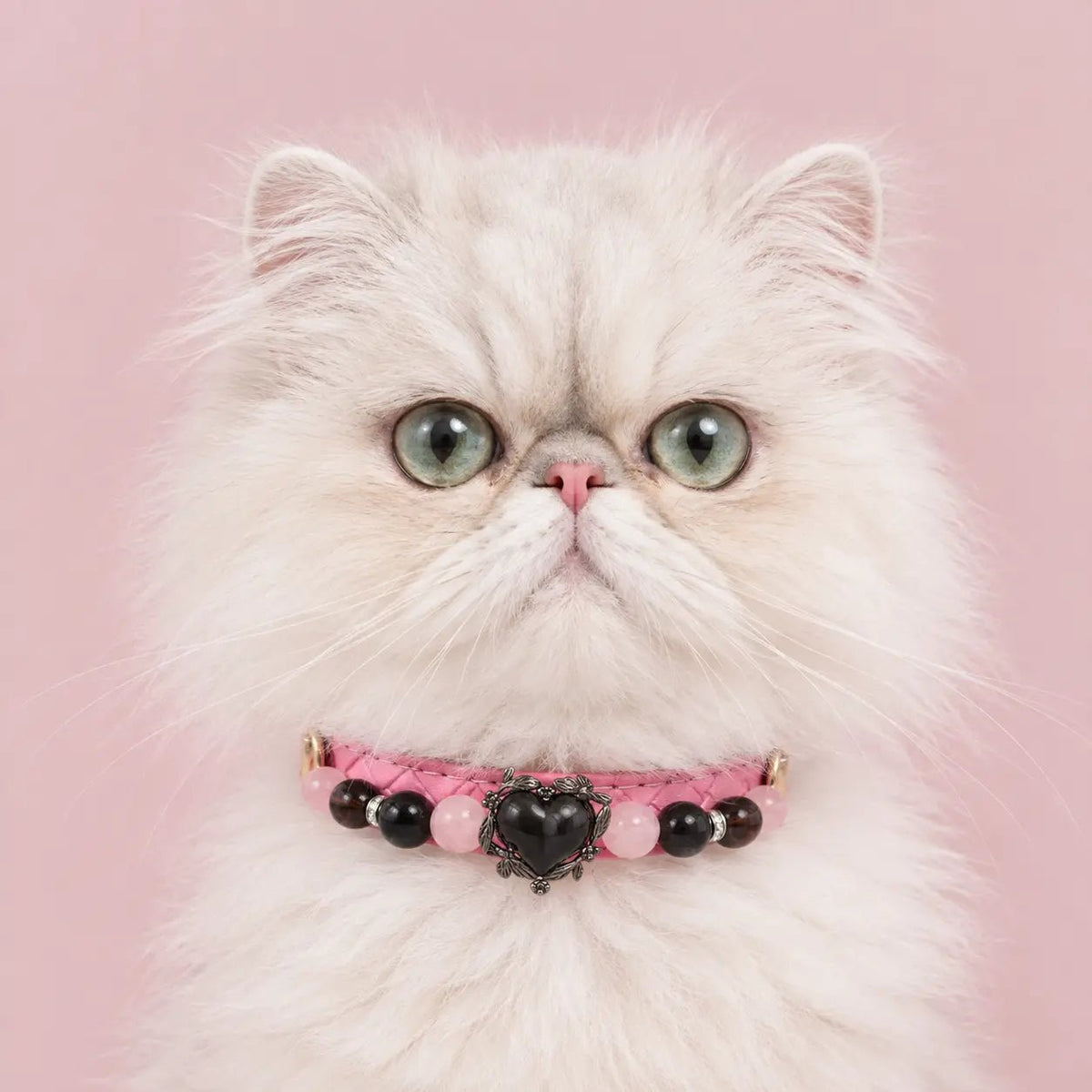 Fluffy white cat wearing the pink woven Rose Noir crystal pet collar